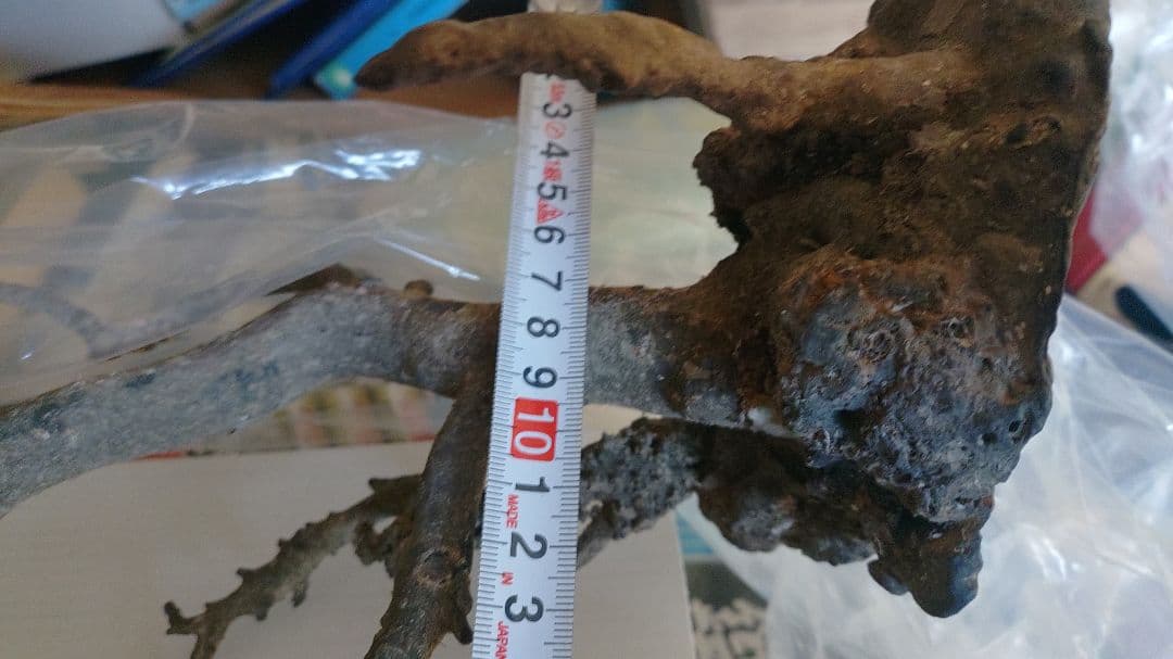 海松？　黒松？　深海松？　黒珊瑚？　虹色珊瑚？ 原木