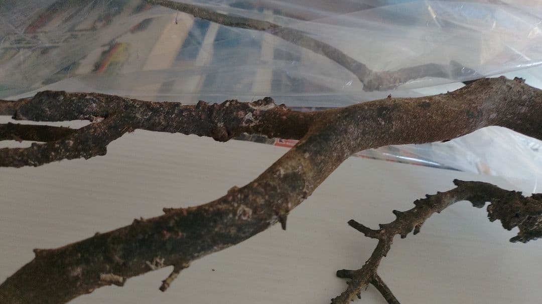 海松？　黒松？　深海松？　黒珊瑚？　虹色珊瑚？ 原木