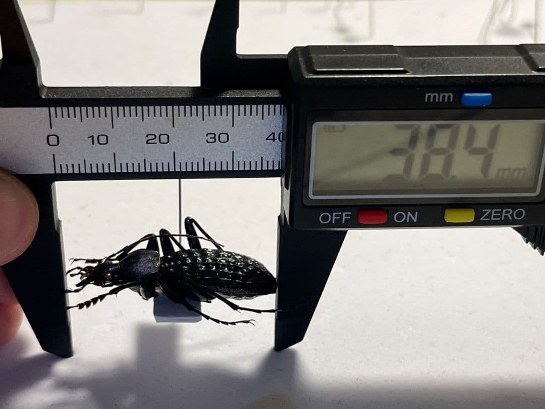 【38mm】アロウトゲオサムシ エリスカブリモドキ オサムシ標本 オサムシ