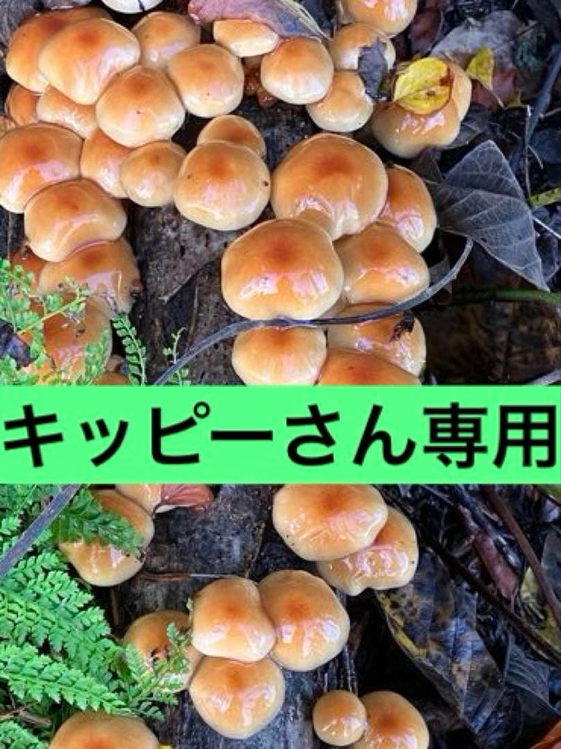 原木なめこ　5キロ