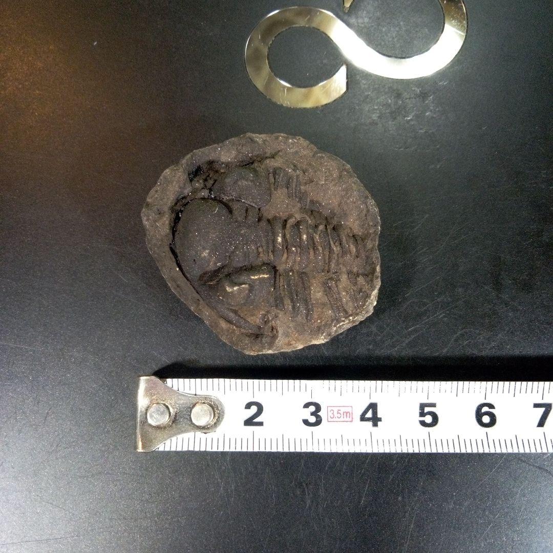三葉虫　化石　fossil　ボリビア　trilobite　海生動物　三葉虫識別⑥