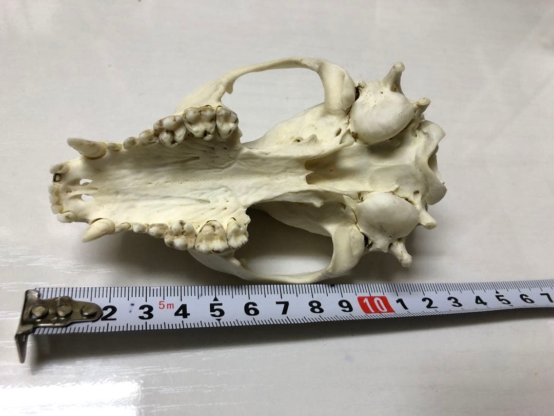 アライグマの頭骨
