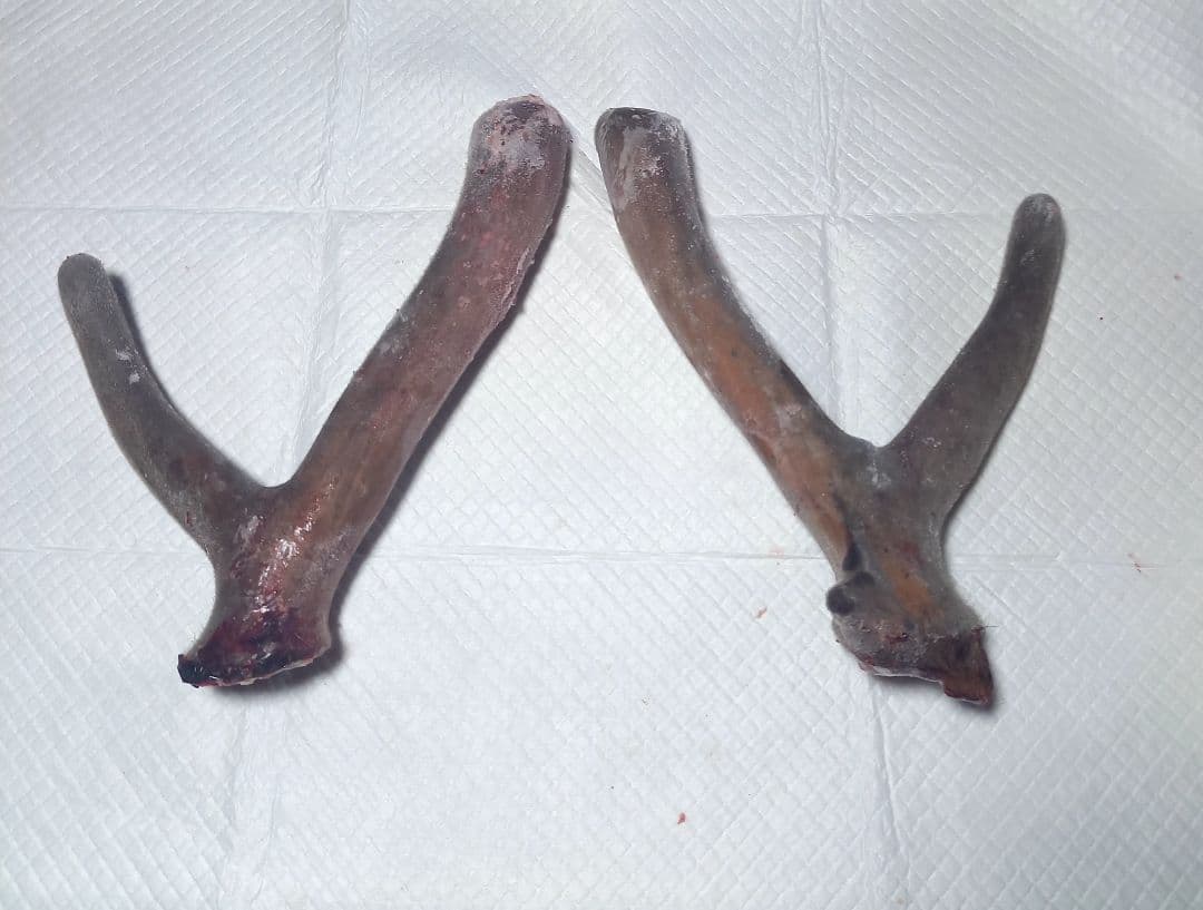 蝦夷鹿袋角　鹿茸