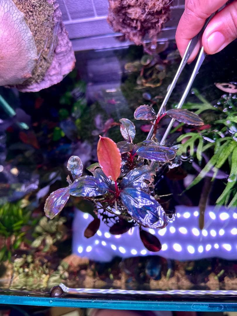 ブセファランドラsp.レッドレイン　(red vein)大株