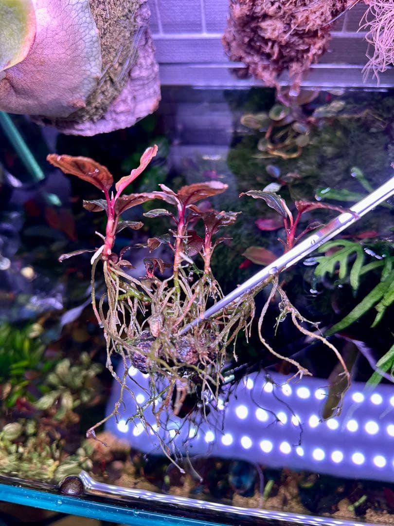 ブセファランドラsp.レッドレイン　(red vein)大株