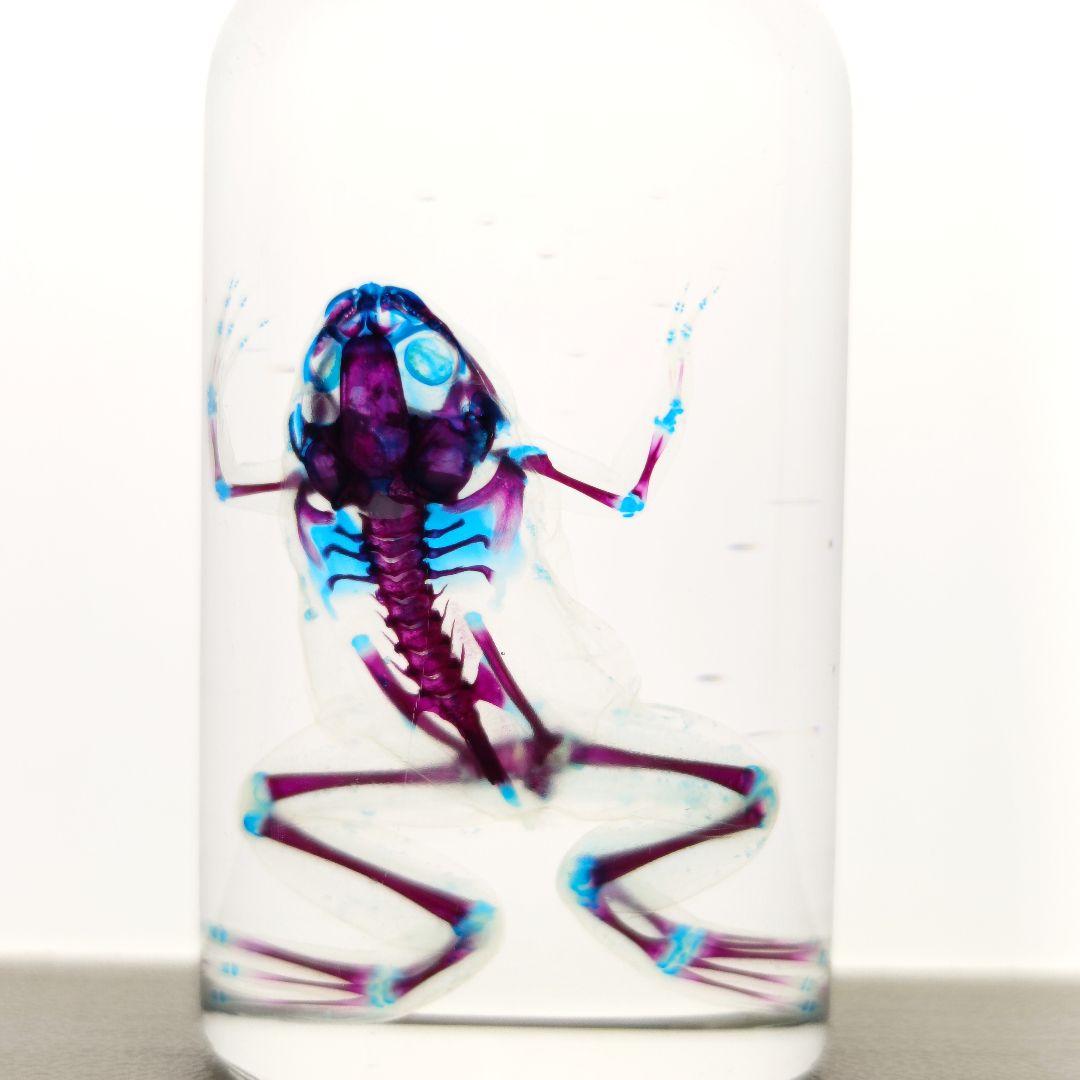 【1点物】極美品☆アフリカツメガエル 透明標本 コレクション品