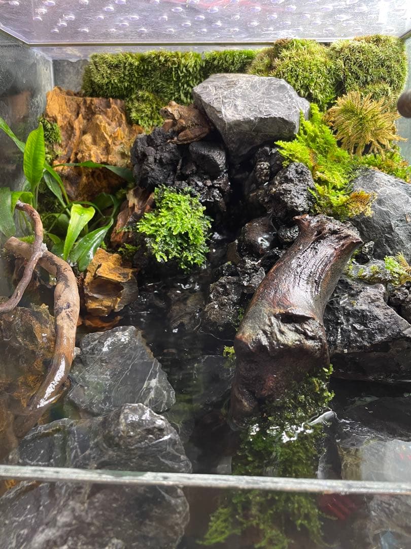 【受注生産】 滝と渓流のアクアテラリウム　30センチ水槽