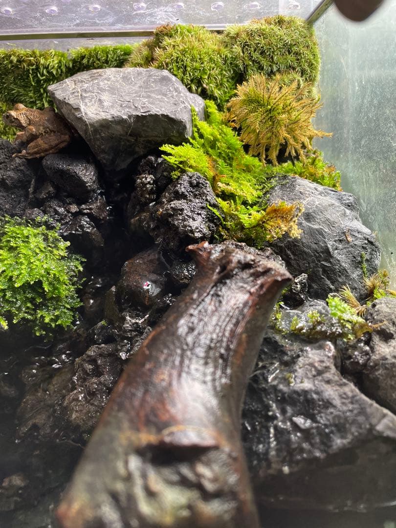 【受注生産】 滝と渓流のアクアテラリウム　30センチ水槽