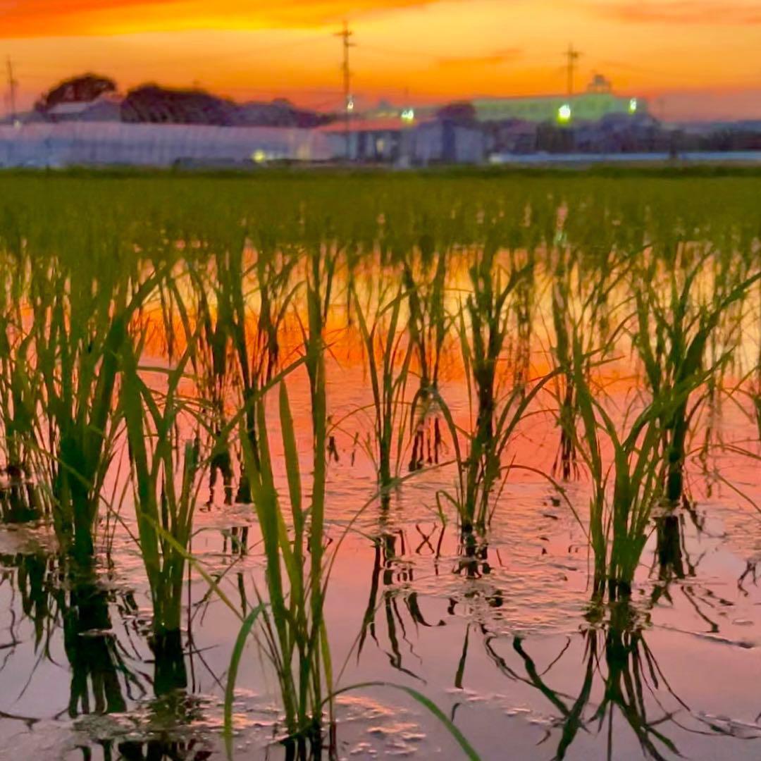 沖縄発送用【送料無料】農家直送 玄米24.7㎏ 農薬不使用 有機栽培 天日干し