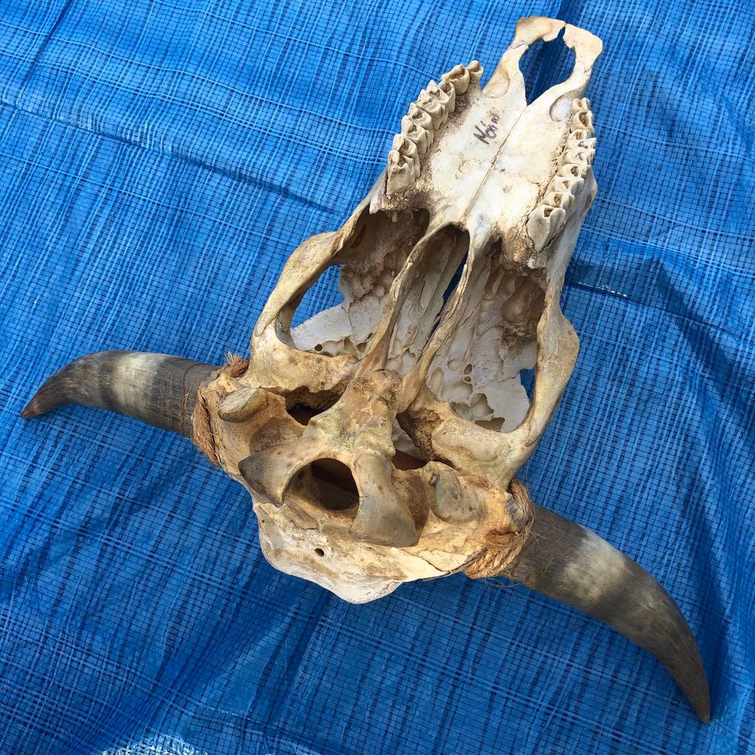 バッファロースカルヘッド、頭蓋骨、本物。