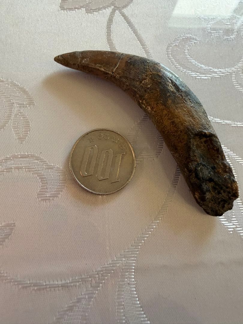 Tyrannosaurus ティラノサウルス　歯　化石　歯根　約8cm