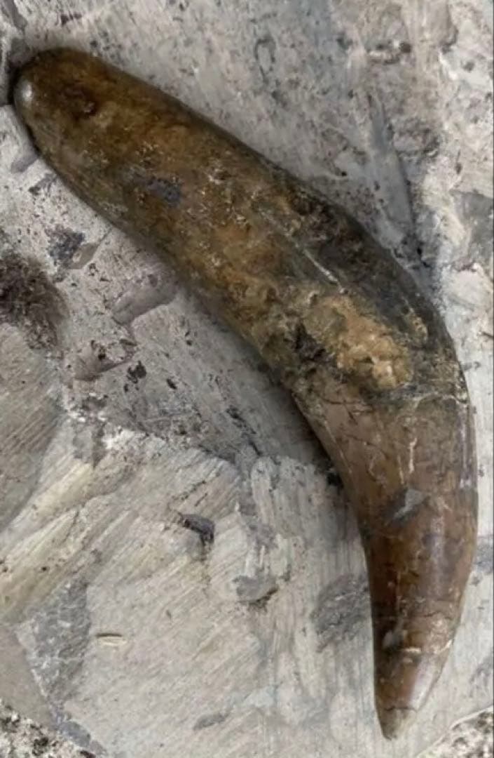 Tyrannosaurus ティラノサウルス　歯　化石　歯根　約8cm