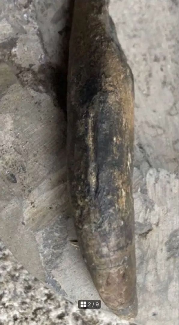 Tyrannosaurus ティラノサウルス　歯　化石　歯根　約8cm