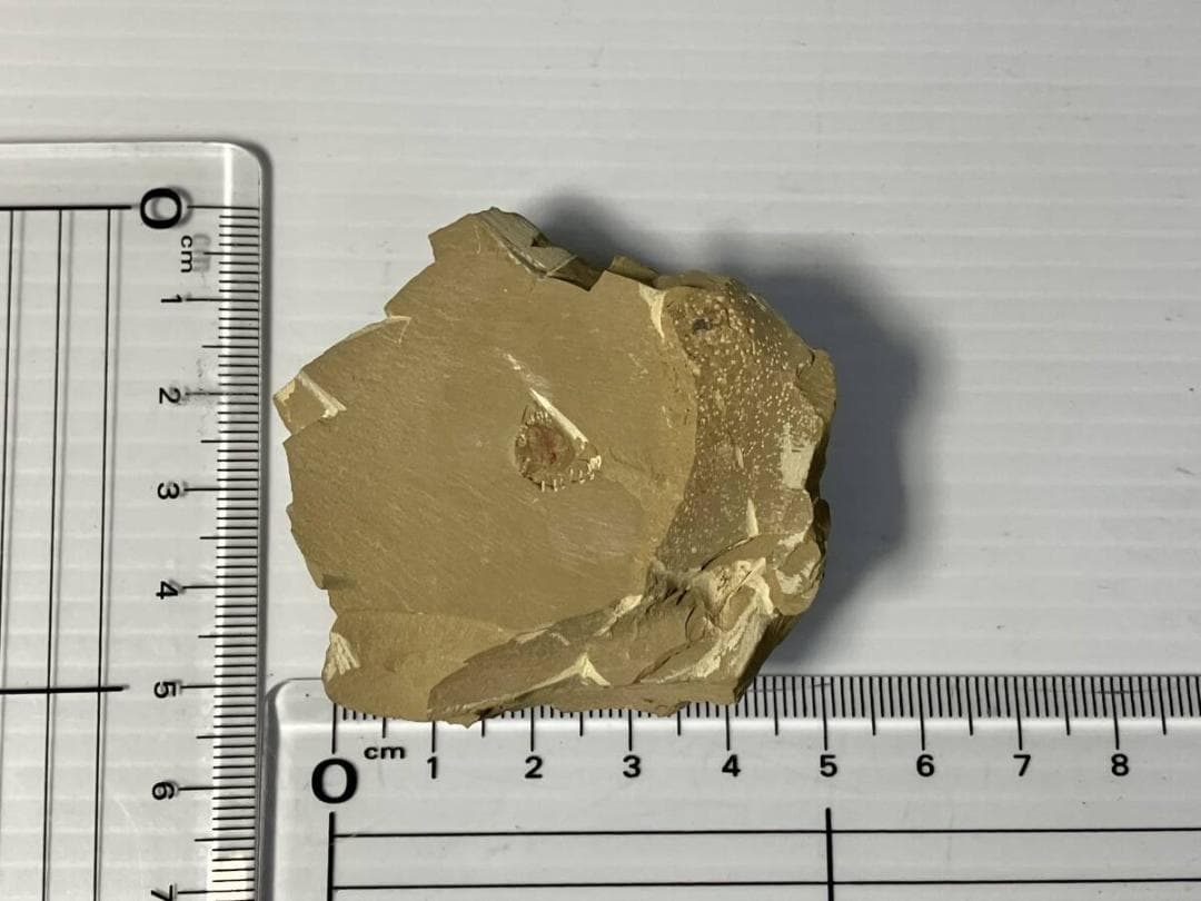 カンブリア紀 ナラオイア スピノーサ（Naraoia spinosa）