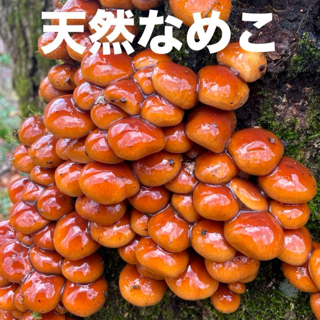 天然きのこ 天然なめこ なめこ ナメコ 山形県産 森の凛さん採取 その81