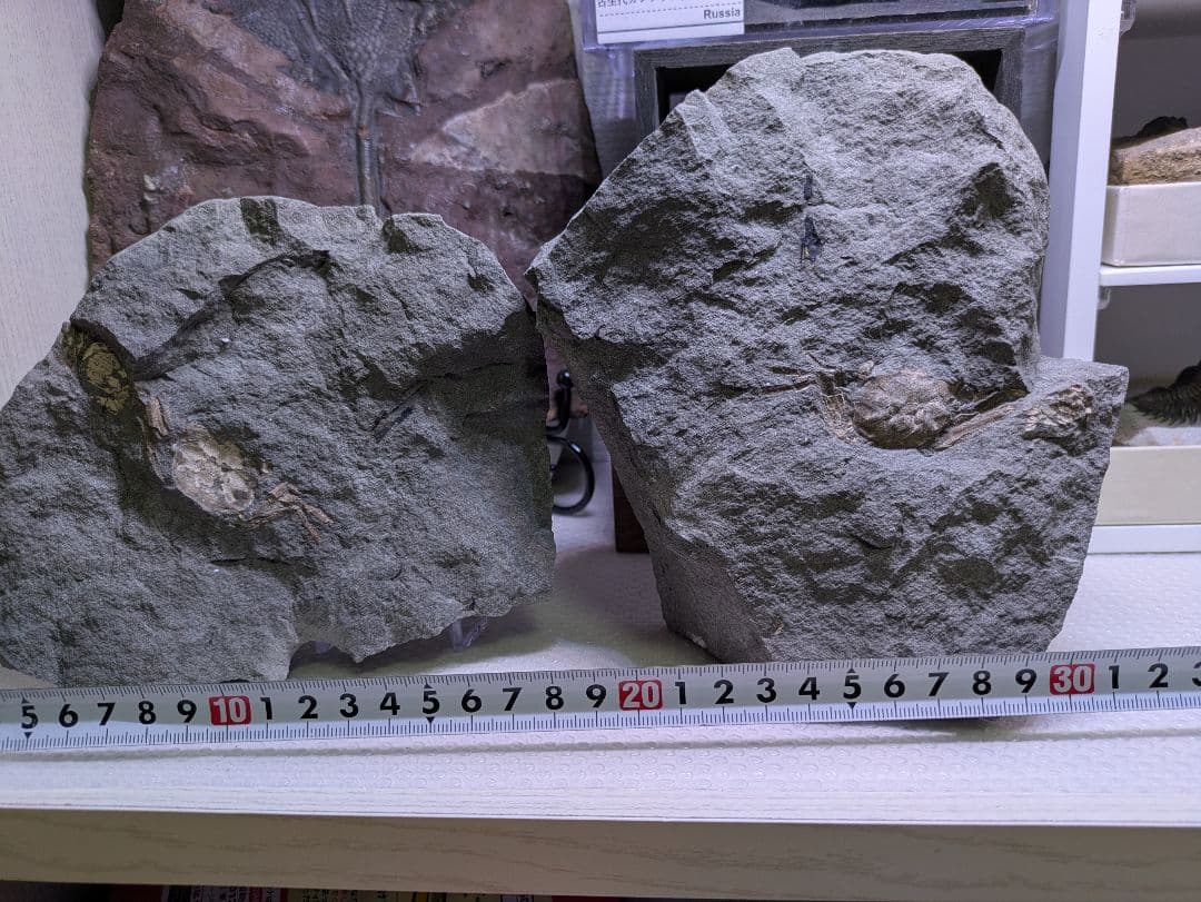 カニ　化石　博物館　地学　標本　甲殻類　勉強資料