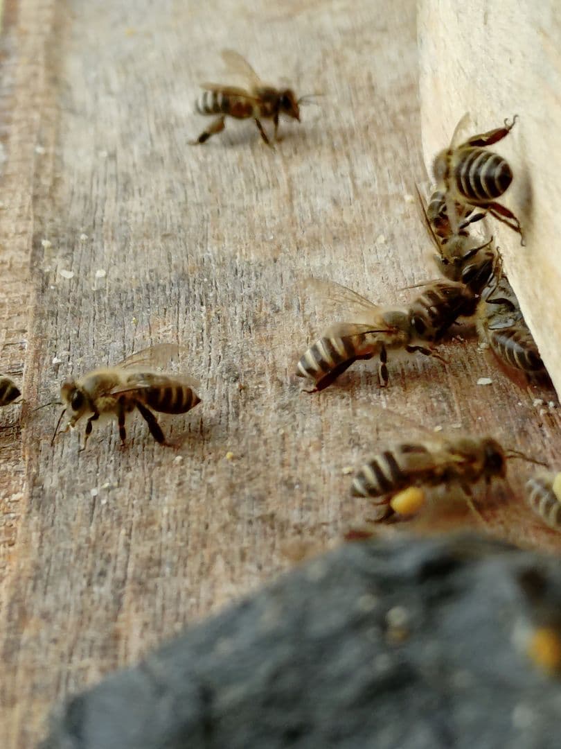 うさぎ　ニホンミツバチ　蜂蜜　信州産　無添加・非加熱　580g×3本