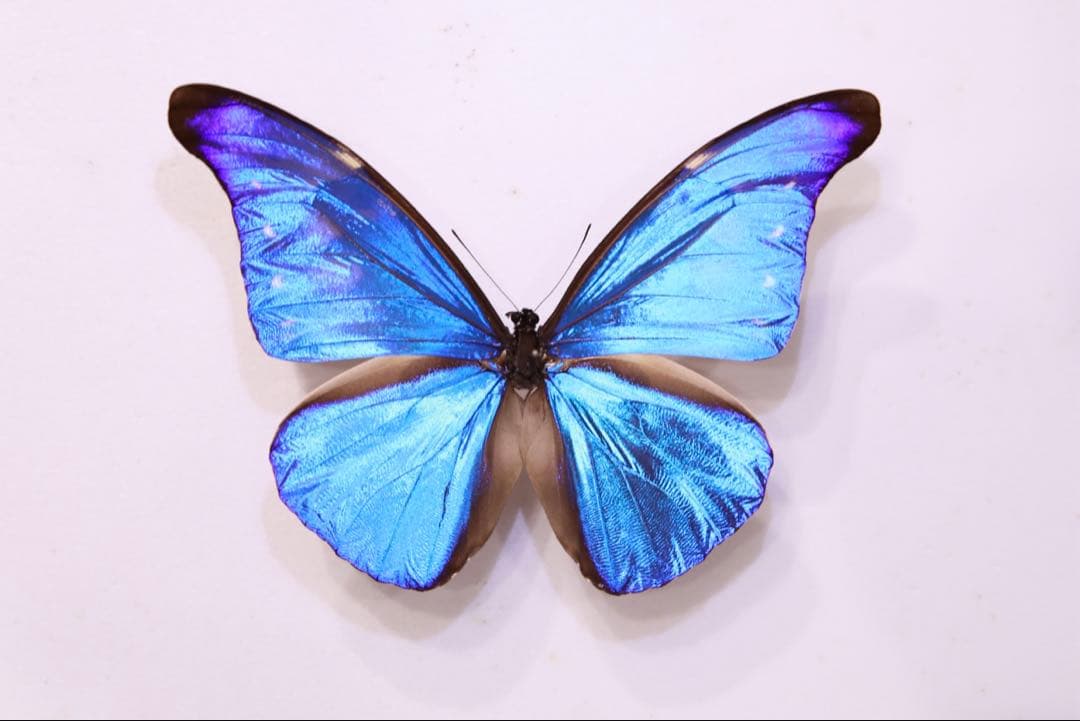 カキカモルフォf. paradisiaca 標本！