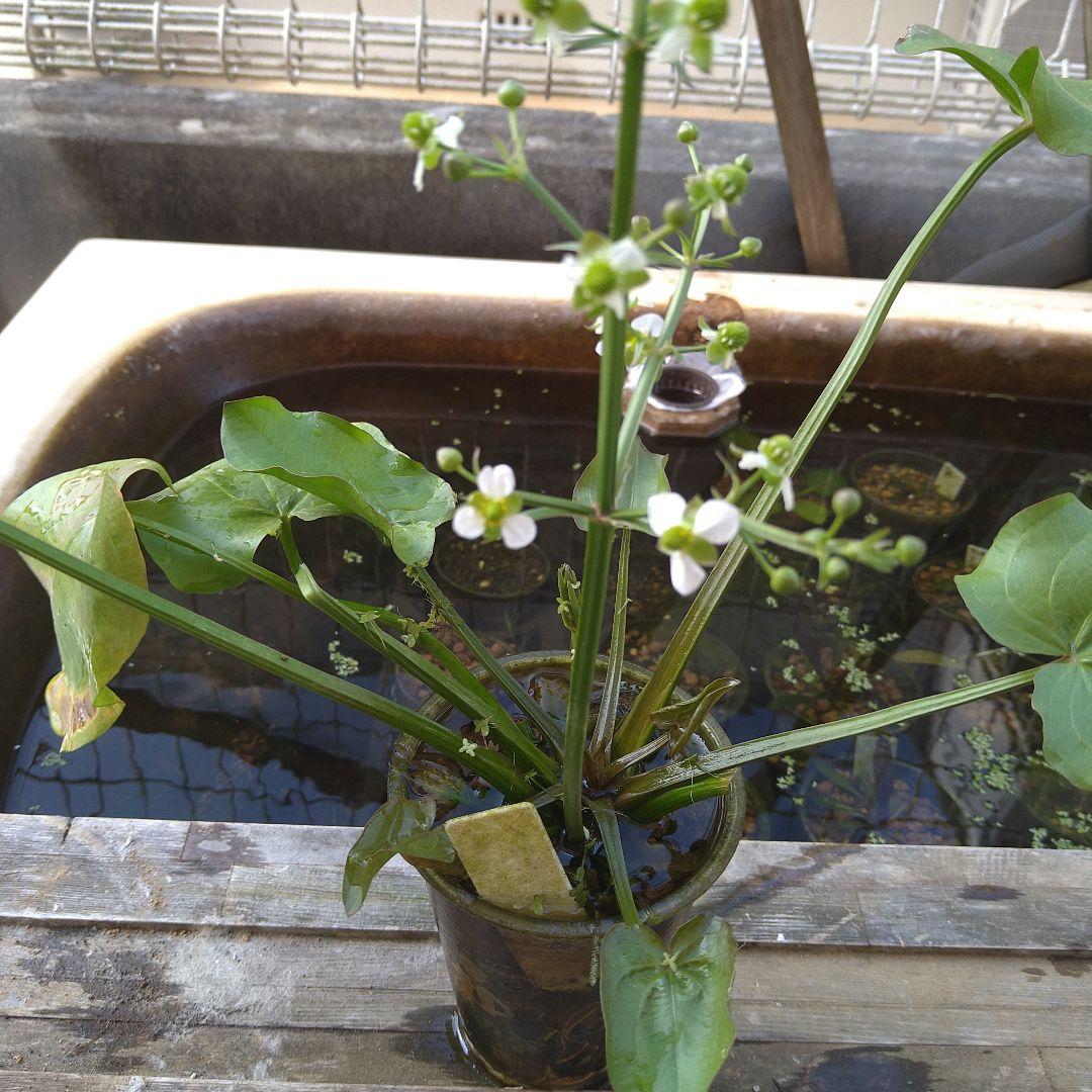 エキノドルスspリオ　イプサバ　水上葉　大株　シュートあり