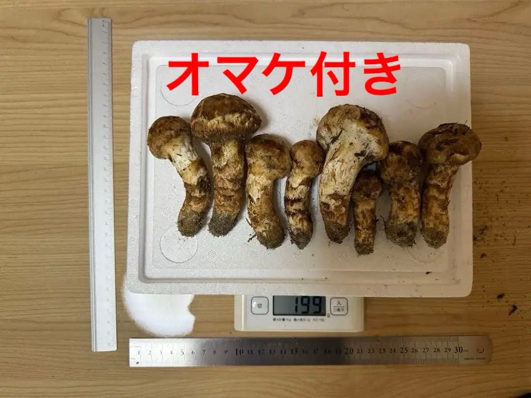 10月14日朝採れ　広島県産松茸つぼみ　199g