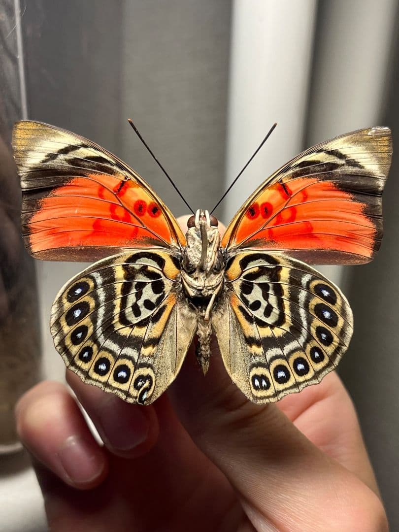 アグリアスクラウディナサルダナパルス♂ ミイロタテハ 蝶標本 甲虫