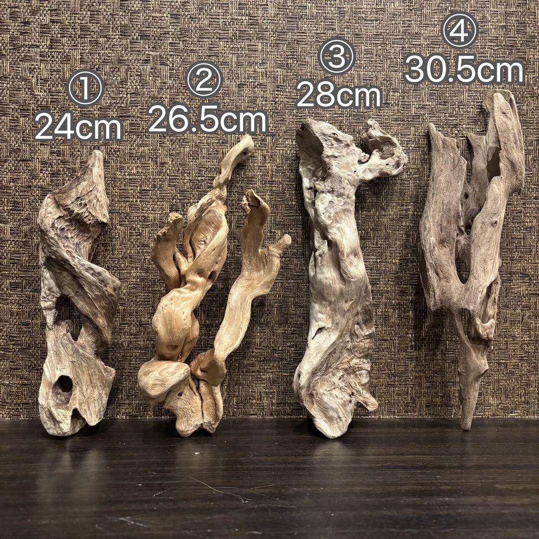 流木 優秀フォルム４本セット