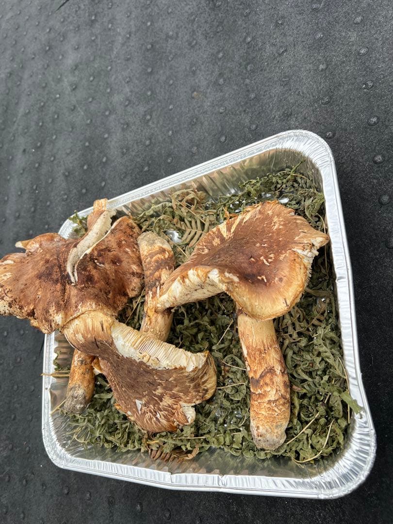 岩手県産 松茸 開きまとめ売り