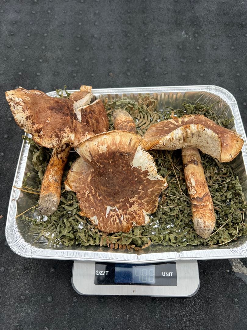 岩手県産 松茸 開きまとめ売り