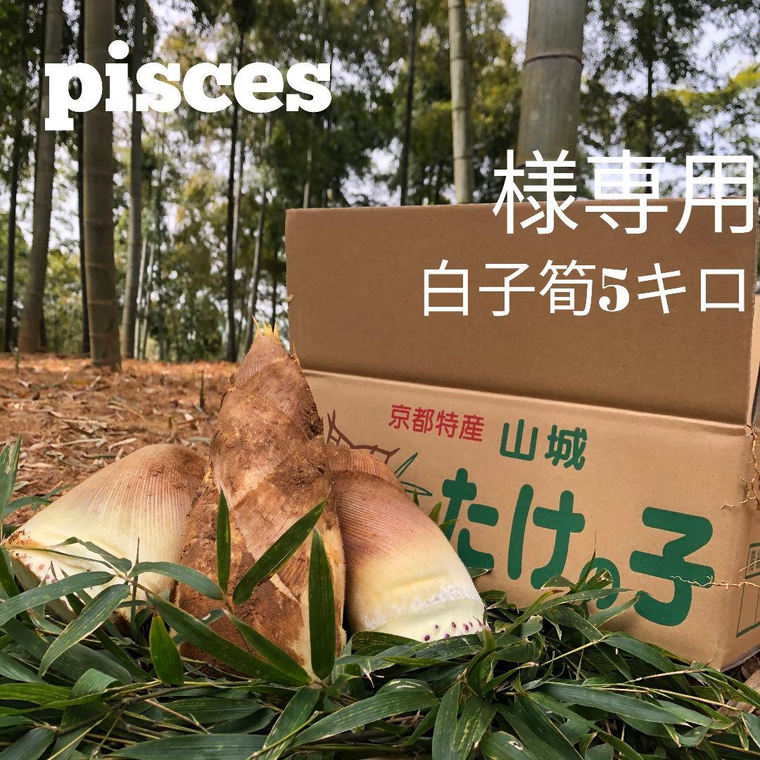 pisces 白子筍5キロ箱込み