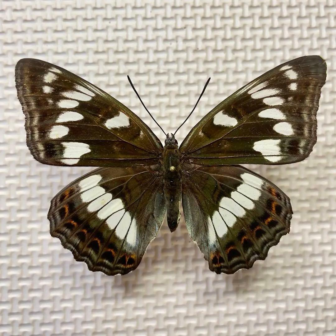 キンちゃん 蝶標本　北海道産オオイチモンジ♀4頭　採集品