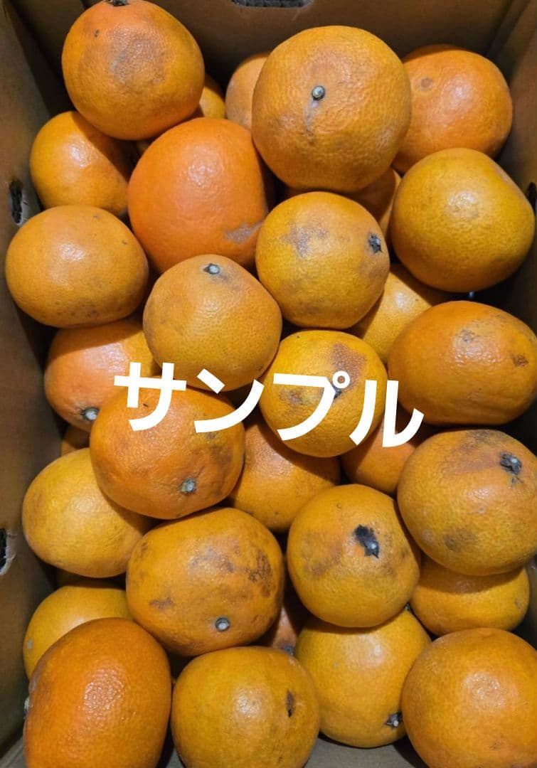 愛媛県産愛果28号(マドンナさん)