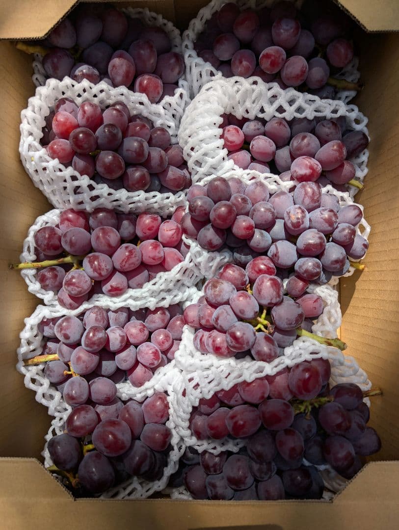 山梨県産ぶどう　ブラックシャインマスカット　10房入り箱込み約5.5kg