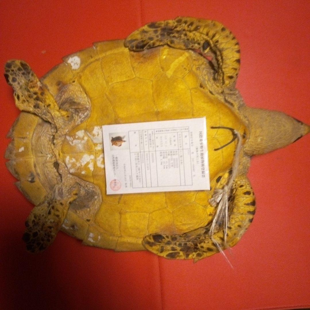 ベッコウ亀　タイマイ