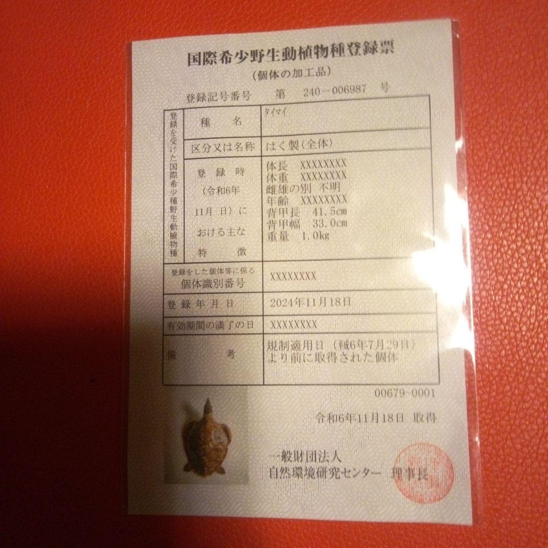 ベッコウ亀　タイマイ