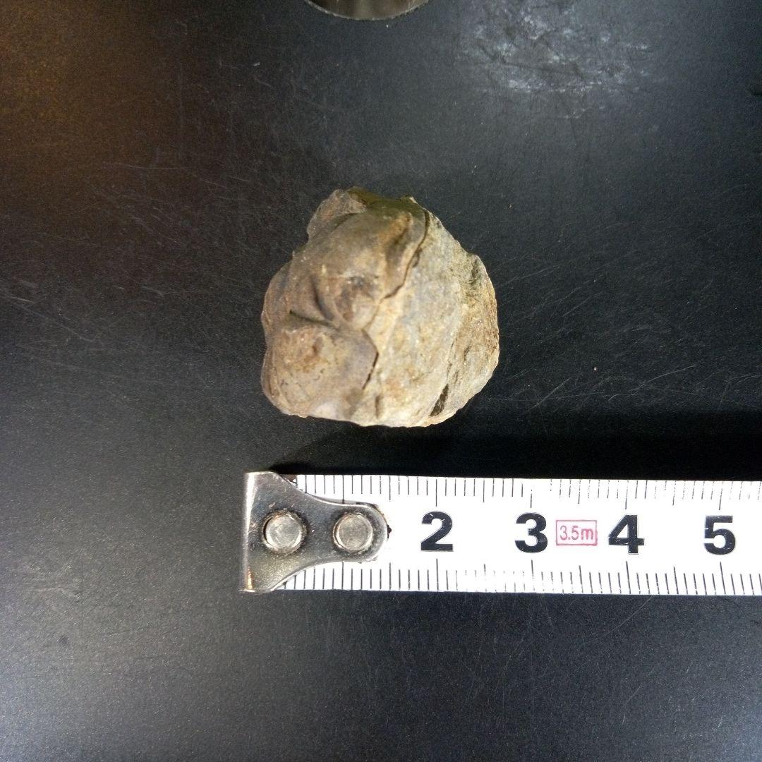 三葉虫　化石　ボリビア産　南アメリカ　trilobite　Bolivia三葉虫②