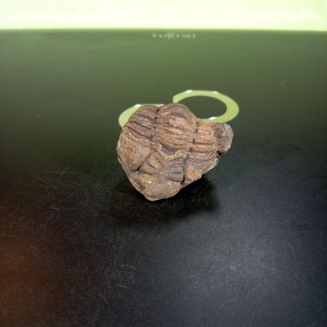 三葉虫　化石　ボリビア産　南アメリカ　trilobite　Bolivia三葉虫②