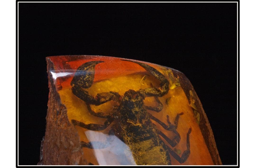 旧家初心だし　中国時代の化石　天然琥珀サソリ※骨董品 DE1663D4-2