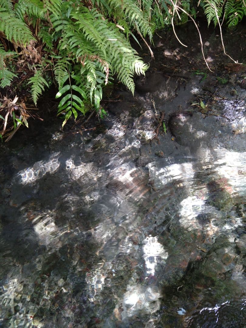 R7年新米 自然栽培米 黒米ミックス5kg玄米