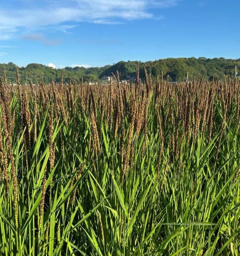 R7年新米 自然栽培米 黒米ミックス5kg玄米