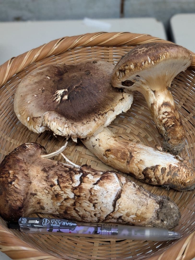 天然国産松茸（355g）