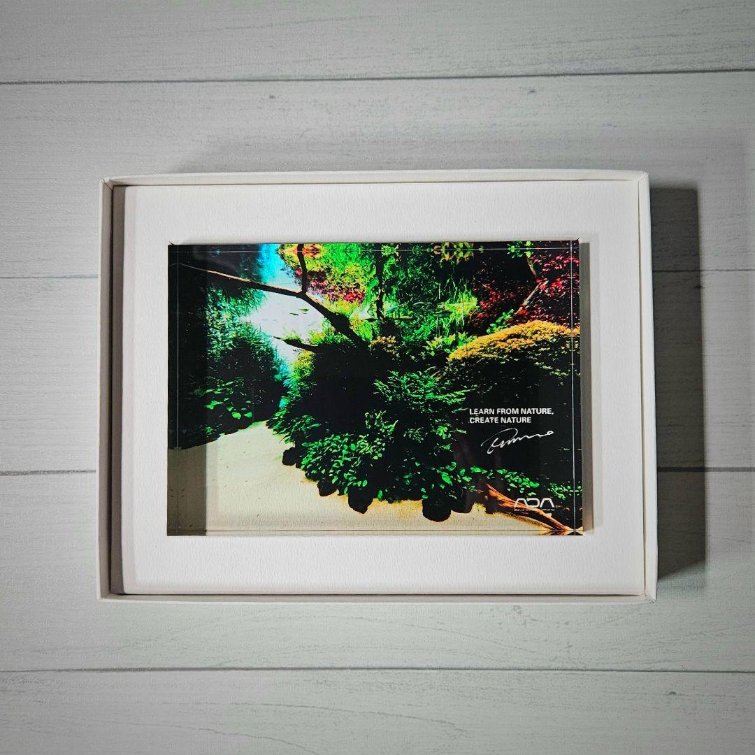 ADA アクリルフォト 水中の森 Forests Underwater 新品