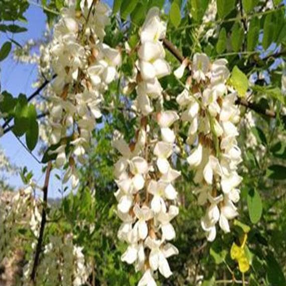 ✴️アカシア蜜１０本　生はちみつ　自家製蜂蜜