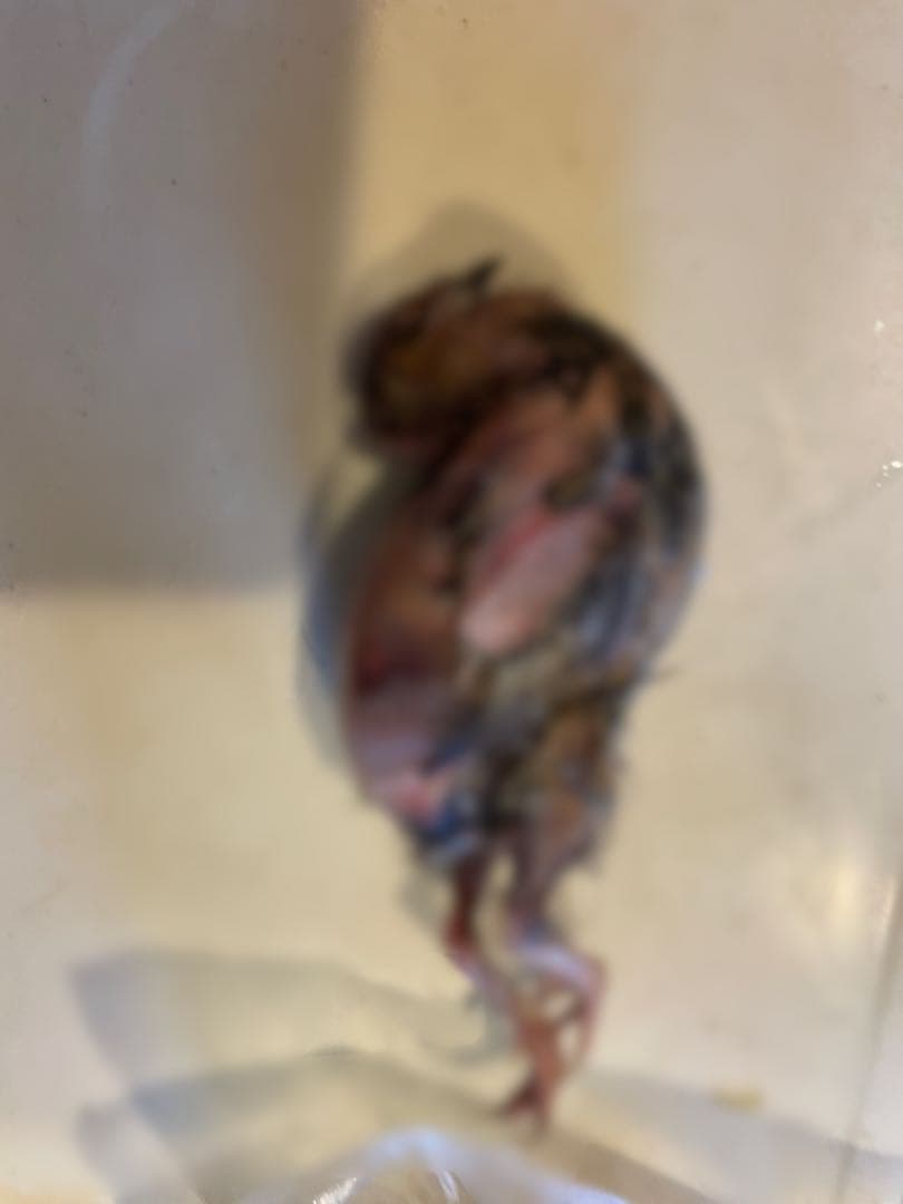 冷凍　親うずら　未処理100羽入　数量限定　残5箱