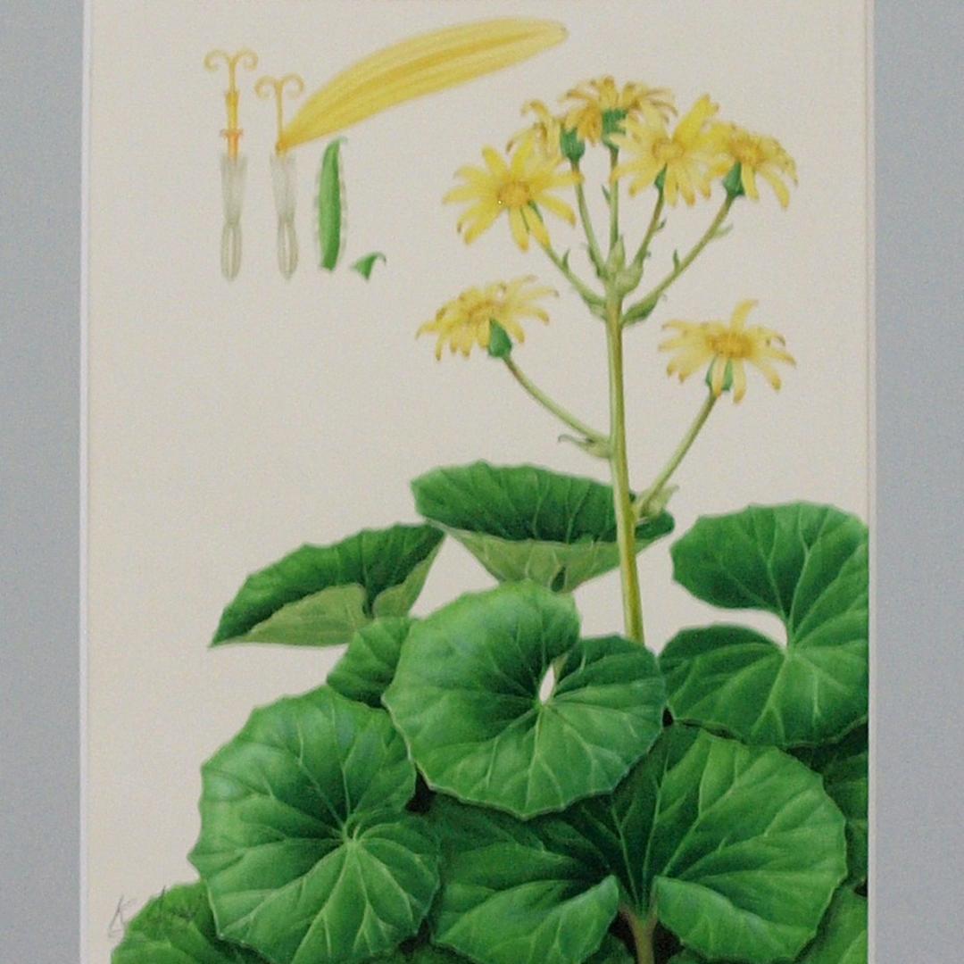 【絵画】ボタニカルアート　「つわぶき」原画