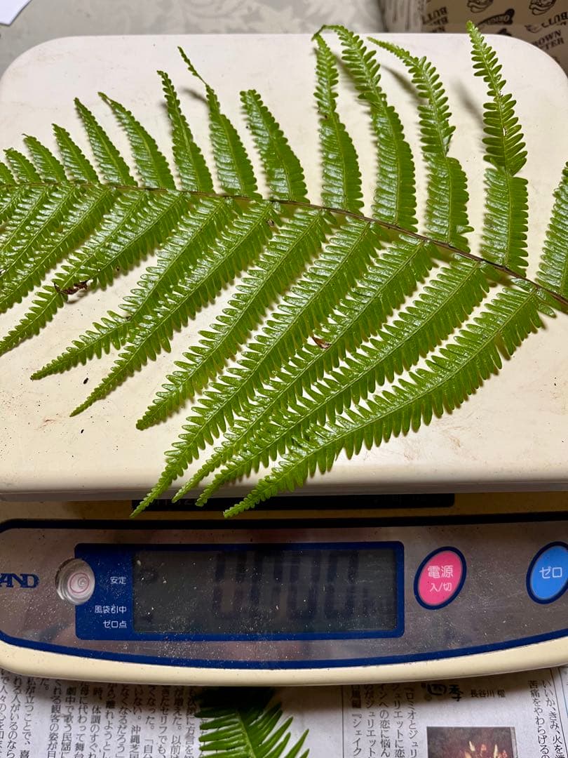 【大阪泉州産】天然松茸 採れたて「ちょっとブサイクちゃん」4本120g国産