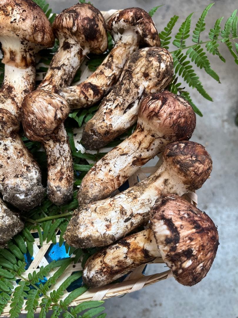 信州産　蕾松茸　約800g 10/27日　朝採取