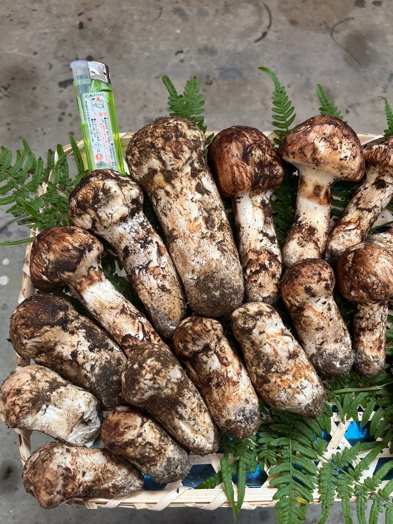 信州産　蕾松茸　約800g 10/27日　朝採取