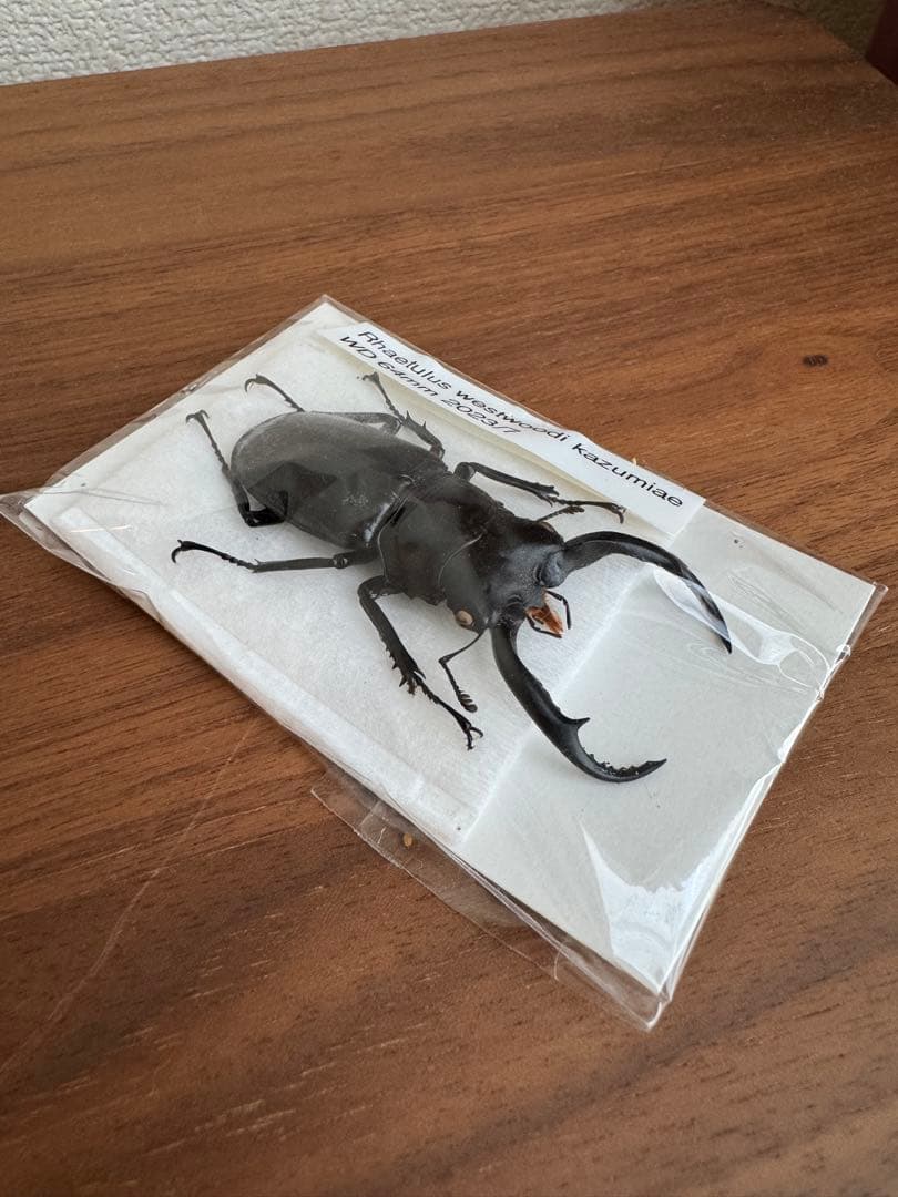 わ*木様 ウエストウッディオオシカクワガタ　標本