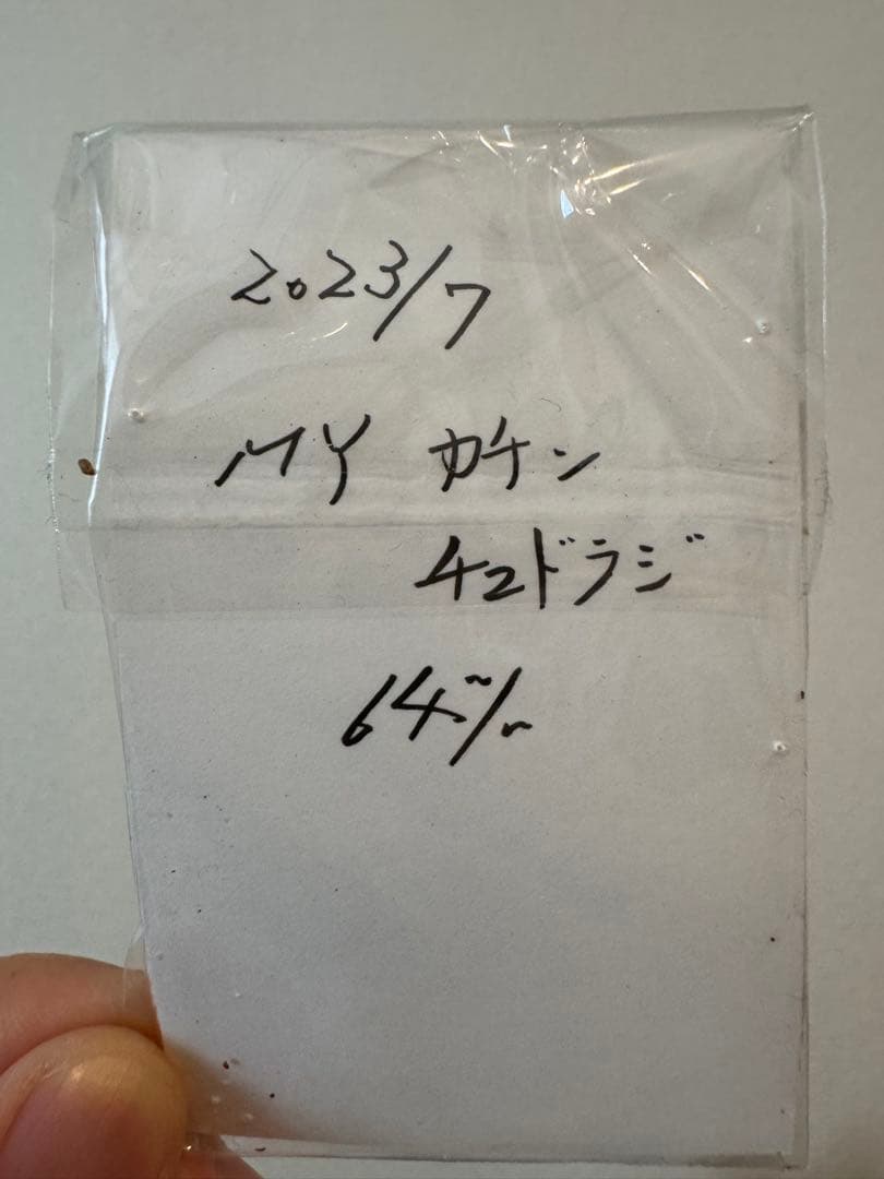 わ*木様 ウエストウッディオオシカクワガタ　標本