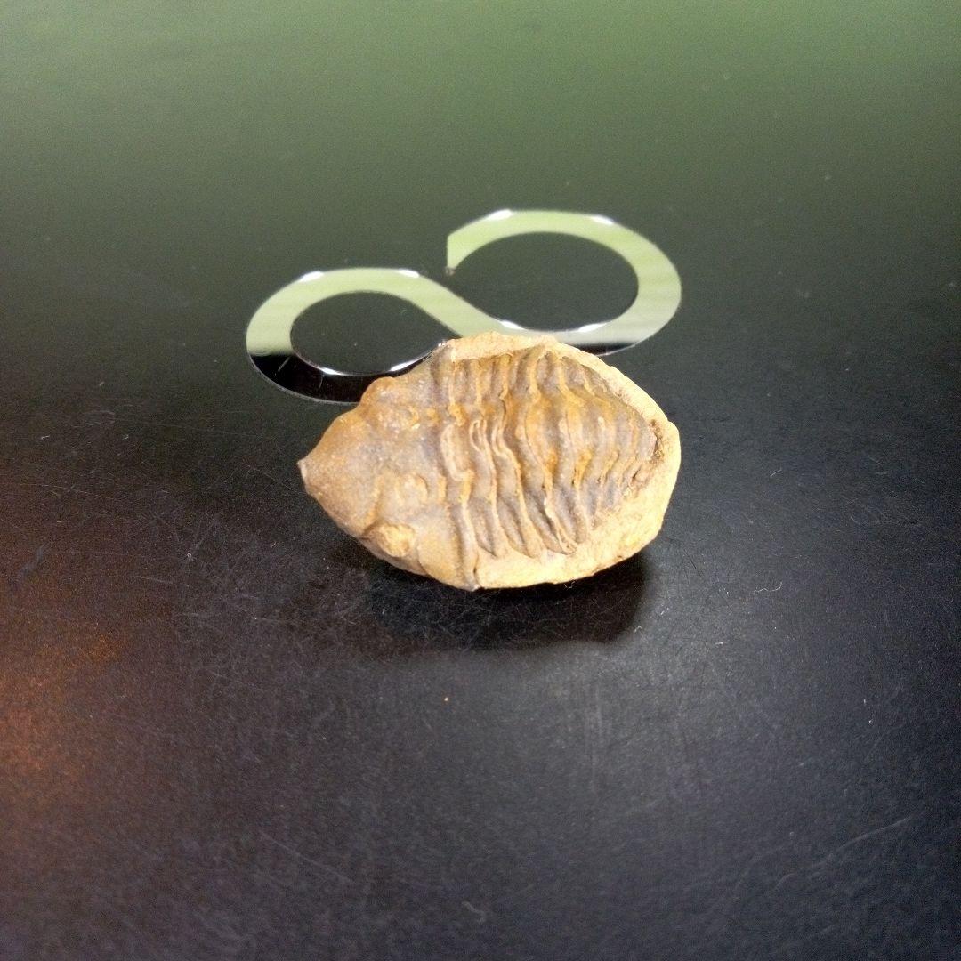 三葉虫　化石　fossil　海　ボリビア産　trilobite　海生動物種別⑦
